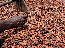 220px Cultivateur de cacao 03