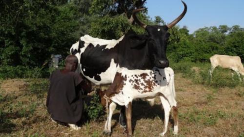 Boeuf animal filiere bovine cameroun